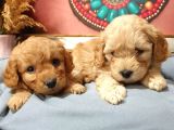 Maltipoo Dünyalar Tatlısı Dişi Yavrularımız