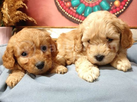Maltipoo Dünyalar Tatlısı Dişi Yavrularımız görsel