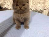 British Shorthair Ve Scottish Fold Kedilerim
