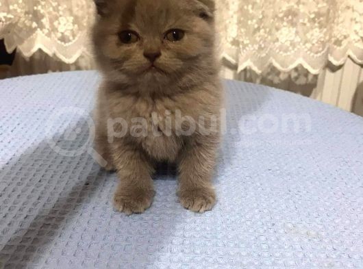 British Shorthair Ve Scottish Fold Kedilerim görsel