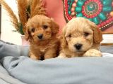 Maltipoo Dünyalar Tatlısı Dişi Yavrularımız
