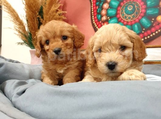 Maltipoo Dünyalar Tatlısı Dişi Yavrularımız görsel
