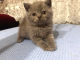 British Shorthair Ve Scottish Fold Kedilerim