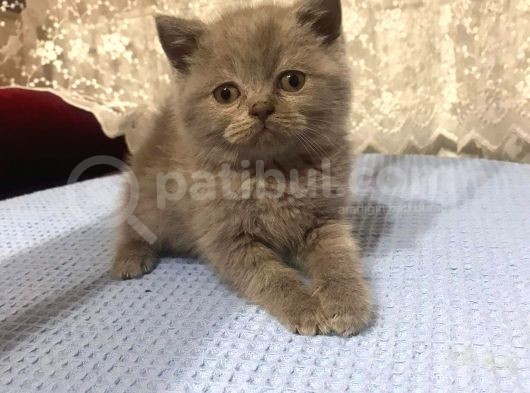 British Shorthair Ve Scottish Fold Kedilerim