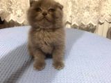 British Shorthair Ve Scottish Fold Kedilerim