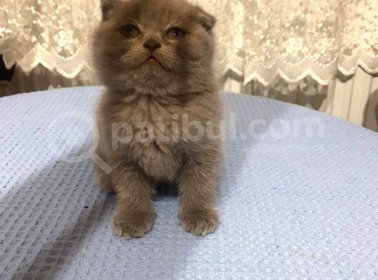 British Shorthair Ve Scottish Fold Kedilerim görsel