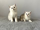 Silver Tabby British Shorthair Dişi Ve Erkek Yavrular