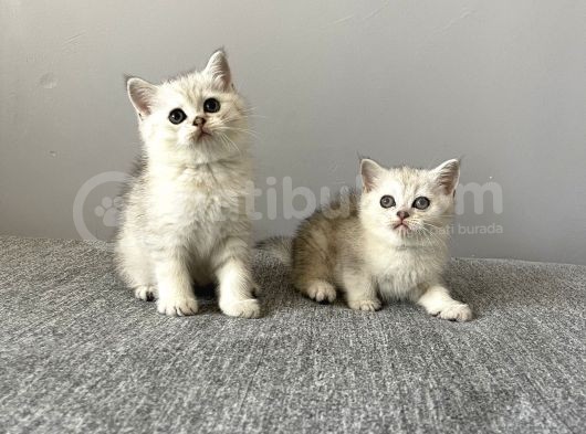 Silver Tabby British Shorthair Dişi Ve Erkek Yavrular görsel