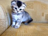 Golden Scottish Fold Yavrular