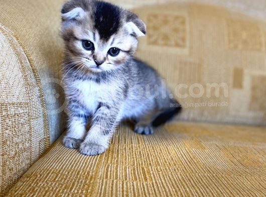 Golden Scottish Fold Yavrular görsel