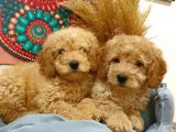 Toypoodle Erkek Dişi Mini Yavrularımız