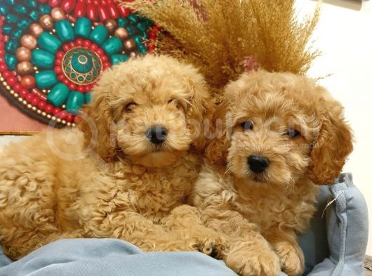 Toypoodle Erkek Dişi Mini Yavrularımız görsel
