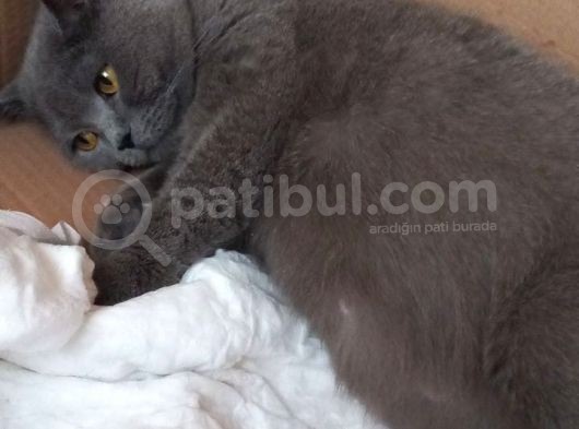 Yeni Ailesini Arıyor
