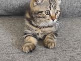 Scottish Fold Yavrularımız