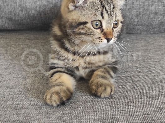 Scottish Fold Yavrularımız görsel