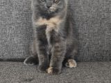 Scottish Fold Yavrularımız