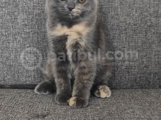Scottish Fold Yavrularımız görsel