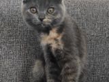 Scottish Fold Yavrularımız