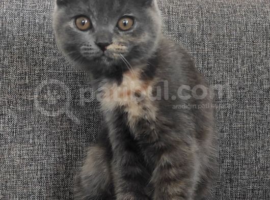 Scottish Fold Yavrularımız görsel