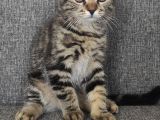 Scottish Fold Yavrularımız
