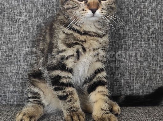 Scottish Fold Yavrularımız