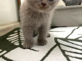 Anne Altindan Oyuncu Yavrularimiz