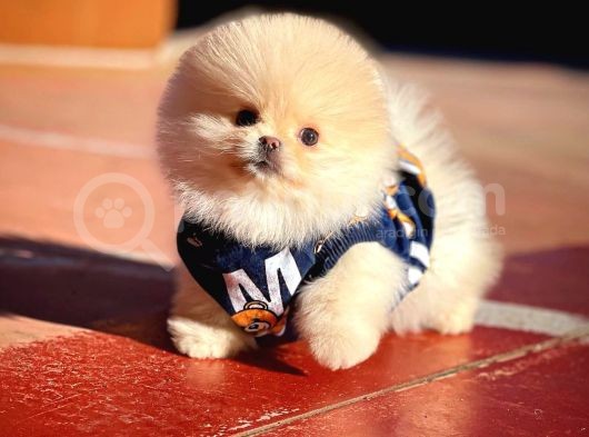 Ayı Surat Pomeranian Boo Yavrularımız