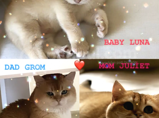 Luna Bri Ny 12 Kizimiza Yeni̇ Yuva Ariyoruz görsel