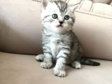 55 Günlük Di̇şi̇ Bri̇ti̇sh Silver Tabby