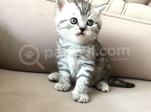 55 Günlük Di̇şi̇ Bri̇ti̇sh Silver Tabby görsel