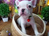 Muazzam Güzelli̇kte French Buldog Yavrularimiz