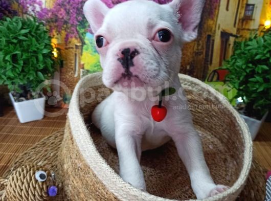 Muazzam Güzelli̇kte French Buldog Yavrularimiz