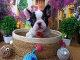 A Kali̇te Hari̇ka Maskeli̇ Sifir Burun French Bulldog Yavrularimiz