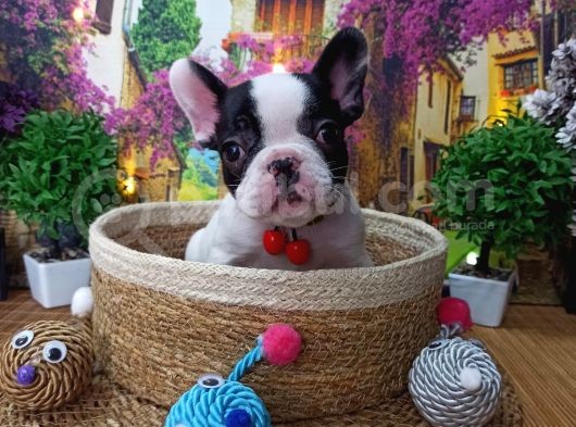 A Kali̇te Hari̇ka Maskeli̇ Sifir Burun French Bulldog Yavrularimiz