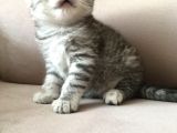 55 Günlük Di̇şi̇ Bri̇ti̇sh Silver Tabby