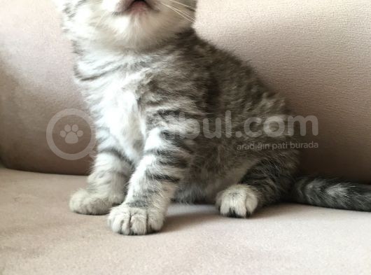 55 Günlük Di̇şi̇ Bri̇ti̇sh Silver Tabby