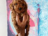 Red Brown Toy Poodle Erkek Yavrumuz