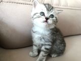55 Günlük Di̇şi̇ Bri̇ti̇sh Silver Tabby