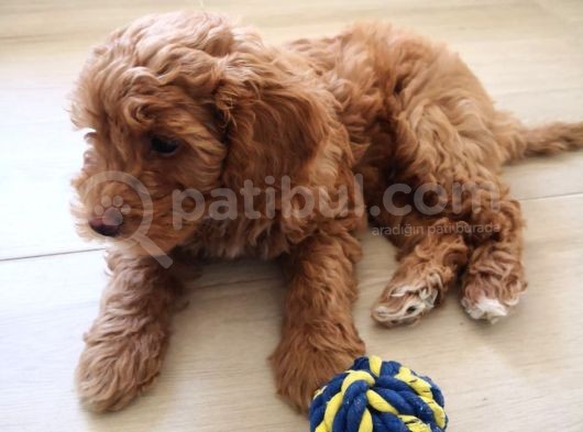 2 Aylık Toy Poddle Brown görsel