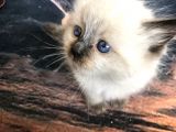 Maviş Gözlü Safkan Ragdoll Bebeklerim