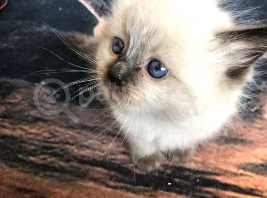 Maviş Gözlü Safkan Ragdoll Bebeklerim görsel