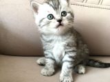 55 Günlük Di̇şi̇ Bri̇ti̇sh Silver Tabby