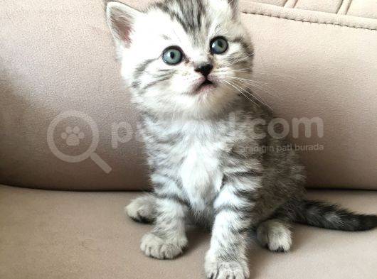 55 Günlük Di̇şi̇ Bri̇ti̇sh Silver Tabby görsel