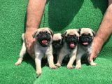 Show Class Gül Kuyruk Pug Mops Yavrular