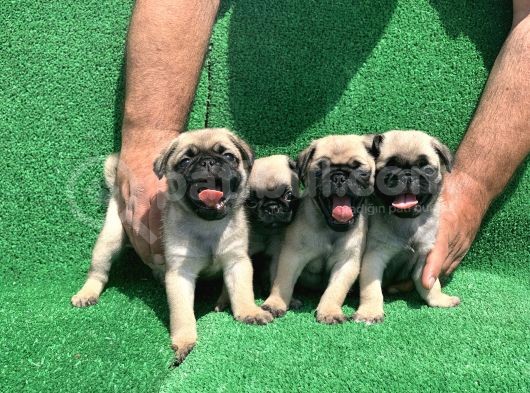 Show Class Gül Kuyruk Pug Mops Yavrular görsel