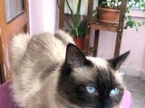 Maviş Gözlü Safkan Ragdoll Bebeklerim