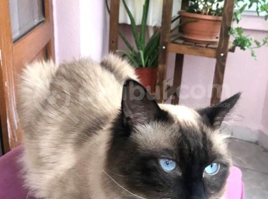 Maviş Gözlü Safkan Ragdoll Bebeklerim görsel