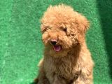 Show Kali̇te Red Toy Poodle Erkek