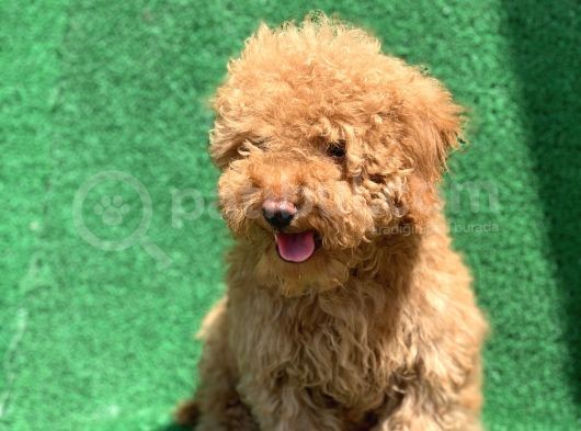 Show Kali̇te Red Toy Poodle Erkek görsel