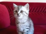 55 Günlük Di̇şi̇ Bri̇ti̇sh Silver Tabby